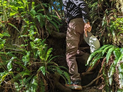 Tofino: Herb fighting the jungle