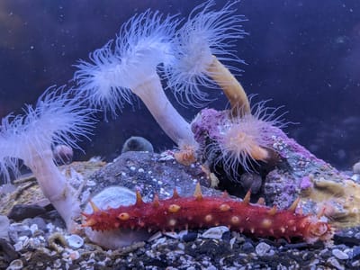 Ucluelet: Residents of the Ucluelet Aquarium