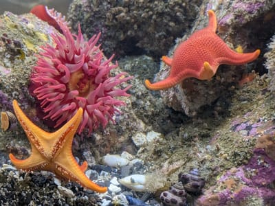 Ucluelet: Residents of the Ucluelet Aquarium