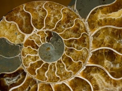 Virginia City: Out beautiful ammonite
