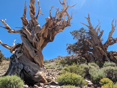 Bishop: Ancient Bristlecones
