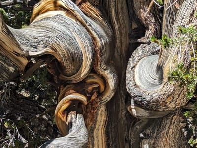 Bishop: Twisted Bristlecone