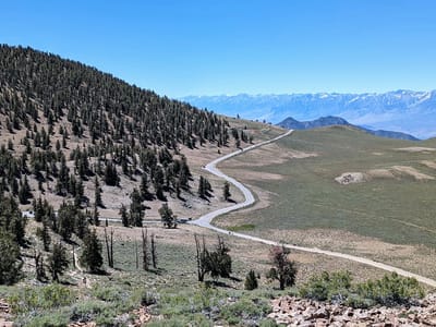 Bishop: Bristlecone forest on dolomite soil hill