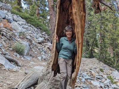Great Basin National Park: Reverse tree hugger