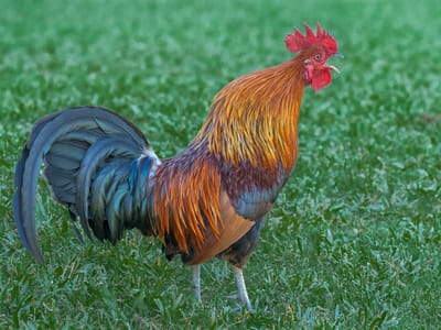 North Shore - The Cliffs at Princeville: Feral Rooster