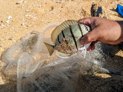 North Shore - The Cliffs at Princeville: Manini caught in a net