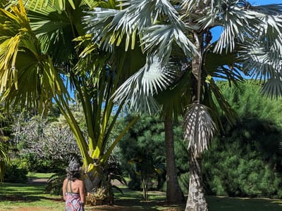 North Shore - The Cliffs at Princeville: Bismark nobilis palm