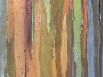 North Shore - The Cliffs at Princeville: Bark of a Rainbow Eucalyptus Tree