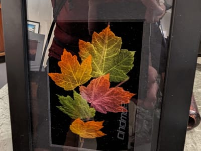 Yosemite Valley: My skeletonized leaves