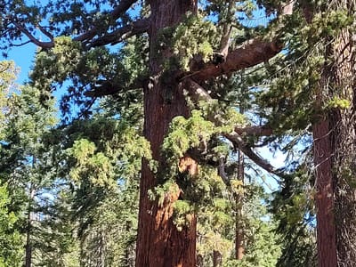 Yosemite Valley: The Grizzly Giant