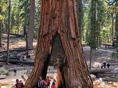 Yosemite Valley: The California Tunnel Tree