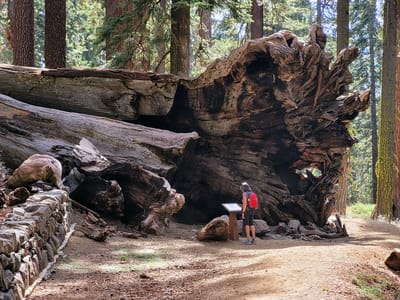 Yosemite Valley: The Fallen Monarch