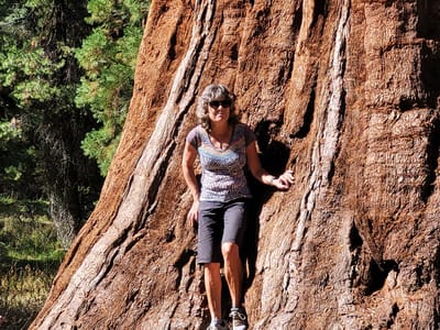 Yosemite Valley: These trees are huge