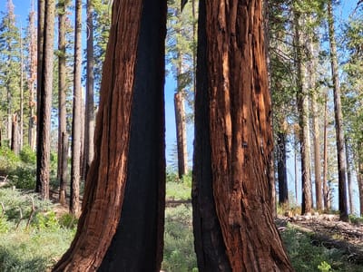 Yosemite Valley: The Clothespin Tree