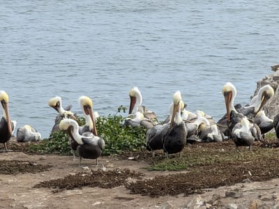 Carmel: Pelicans of Bird Island