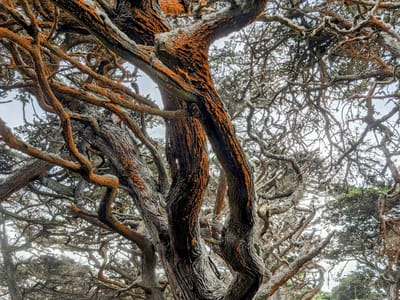Carmel: Cypress Grove Trail
