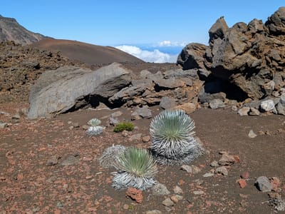 Kihei: Haleakala Silverswords