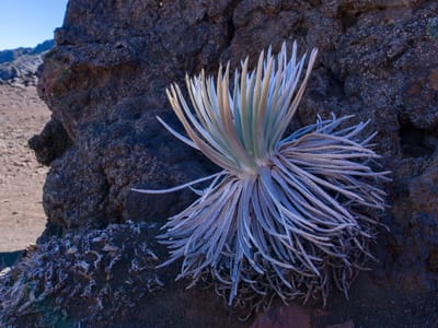 Kihei: Young Silversword