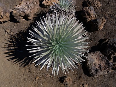 Kihei: Haleakala Silversword