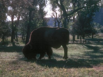 Theodore Roosevelt National Park (South Unit): George, the lonely bison