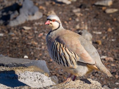 Kihei: Chukar Partridge