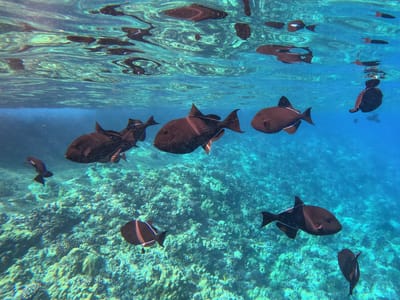 Kihei: School of Black Triggerfish