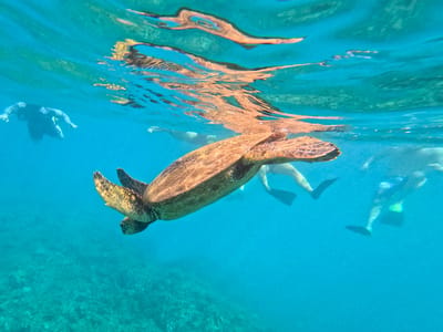 Kihei: Sea Turtle