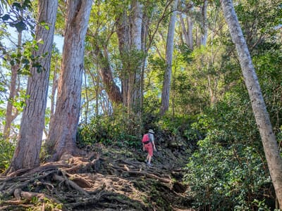 Hana: The rough trail to Caveman Falls