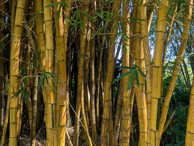 Hana: Bamboo Forest