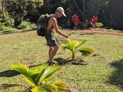Hana: Fan Palms and Red Ti plant garden