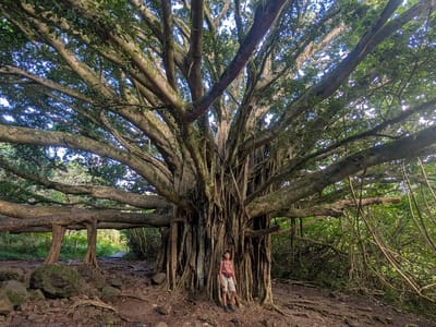 Hana: Pipiwai Banyon Tree