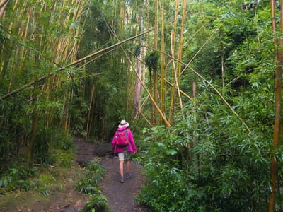 Hana: Through the bamboo forest