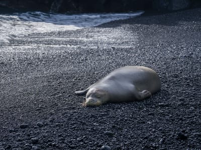 Hana: Monk Seal on Black Sand Beach