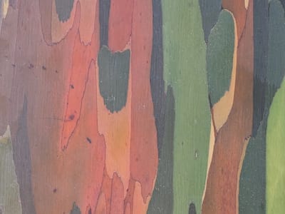 Hana: Rainbow Eucalyptus
