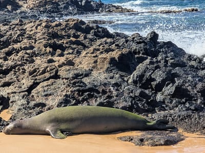 Wailea: Our Monk Seal friend