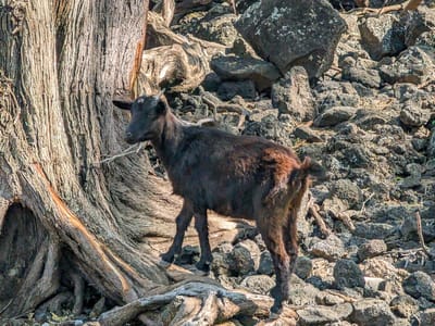 Wailea: Feral  goat along the Hoapili Trail