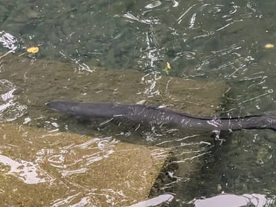Christchurch: New Zealand giant longfin eels