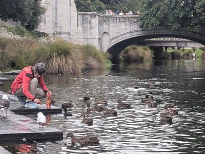 Christchurch: Feeding the eels