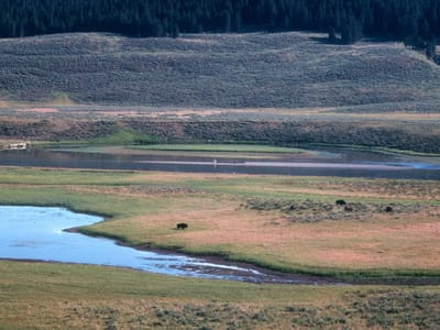 Yellowstone National Park: Hayden Valley
