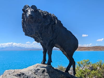 Mount Cook National Park (Aoraki): The Tahr