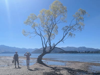 Wanaka: #ThatWanakaTree