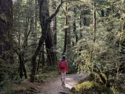 Milford Sound: Ancient Red Beech Forest