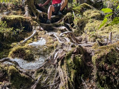 Milford Sound: The rooty trail to the hidden falls