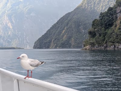 Milford Sound: A little visitor to our ship