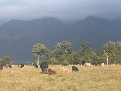 Fox Glacier: Lake Matheson Hike