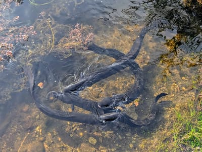 Hokitika: Giant longfin eel