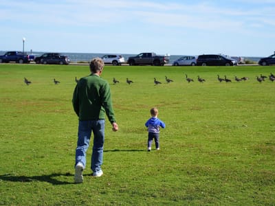 Edgartown: Chasing the geese