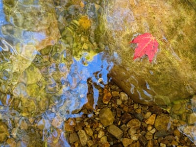 Vermont (and the Berkshires): I found a red leaf!