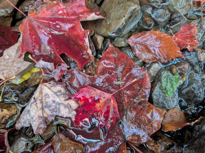 Vermont (and the Berkshires): Colorful leaves in a stream