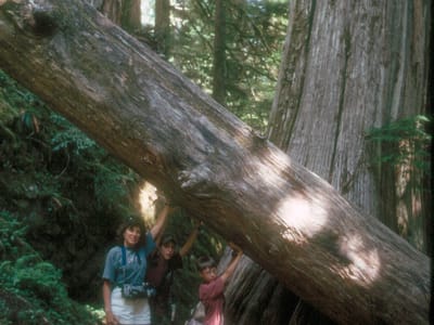 Mount Rainier National Park: Holding up the redwood